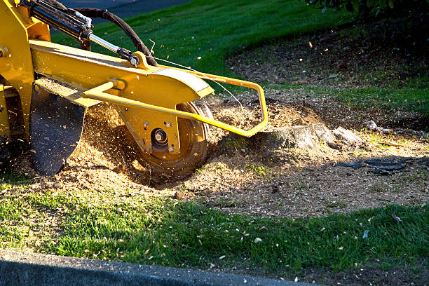 Best Tree Stump Removal  in Newtown, PA